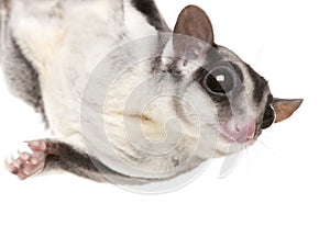 Sugar glider - Petaurus breviceps