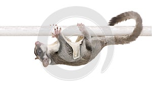 Sugar glider - Petaurus breviceps