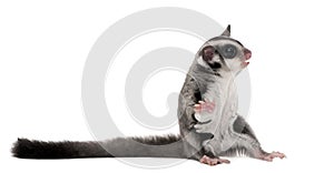 Sugar glider - Petaurus breviceps