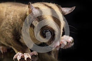 Sugar glider - Petaurus breviceps isolated on black