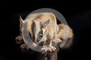 Sugar glider - Petaurus breviceps isolated on black