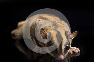 Sugar glider - Petaurus breviceps isolated on black