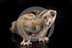 Sugar glider - Petaurus breviceps isolated on black