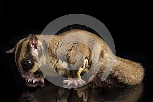 Sugar glider - Petaurus breviceps isolated on black