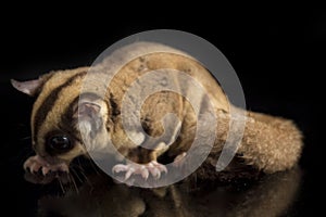 Sugar glider - Petaurus breviceps isolated on black