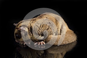 Sugar glider - Petaurus breviceps isolated on black