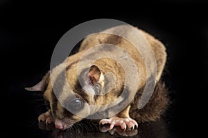 Sugar glider - Petaurus breviceps isolated on black