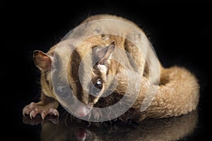 Sugar glider - Petaurus breviceps isolated on black