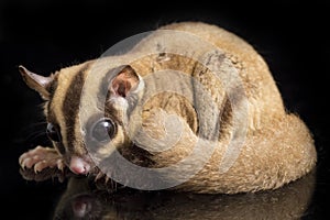 Sugar glider - Petaurus breviceps isolated on black