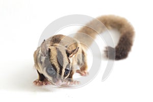 Sugar glider - Petaurus breviceps isolated on white background