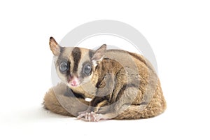 Sugar glider - Petaurus breviceps isolated on white background