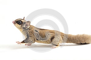 Sugar glider - Petaurus breviceps isolated on white background