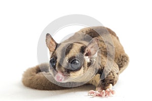 Sugar glider - Petaurus breviceps isolated on white background