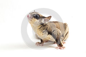 Sugar glider - Petaurus breviceps isolated on white background