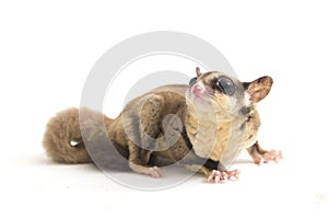 Sugar glider - Petaurus breviceps isolated on white background