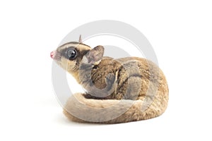 Sugar glider - Petaurus breviceps isolated on white background