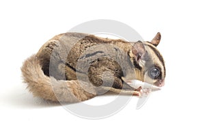 Sugar glider - Petaurus breviceps isolated on white background