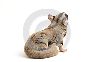 Sugar glider - Petaurus breviceps isolated on white background