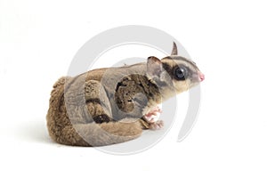 Sugar glider - Petaurus breviceps isolated on white background