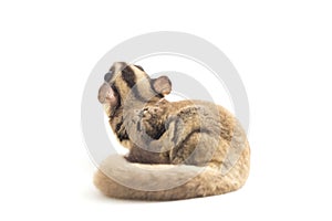 Sugar glider - Petaurus breviceps isolated on white background