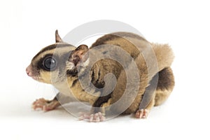 Sugar glider - Petaurus breviceps isolated on white background