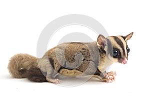 Sugar glider - Petaurus breviceps isolated on white background