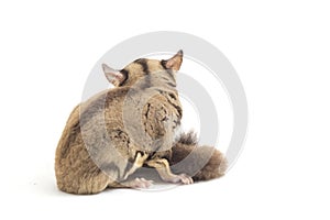 Sugar glider - Petaurus breviceps isolated on white background