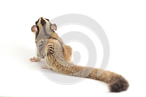 Sugar glider - Petaurus breviceps isolated on white background