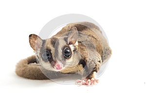 Sugar glider - Petaurus breviceps isolated on white background