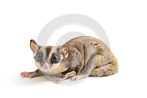 Sugar glider - Petaurus breviceps isolated on white background photo