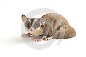 Sugar glider - Petaurus breviceps isolated on white background photo