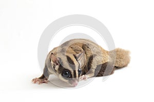 Sugar glider - Petaurus breviceps isolated on white background photo