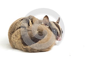 Sugar glider - Petaurus breviceps isolated on white background photo