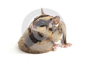 Sugar glider - Petaurus breviceps isolated on white background photo