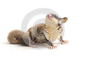 Sugar glider - Petaurus breviceps isolated on white background photo