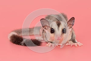 sugar glider. Petaurus breviceps, on pink background