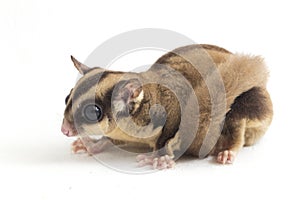 Sugar glider - Petaurus breviceps isolated on white background photo