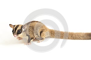 Sugar glider - Petaurus breviceps isolated on white background photo