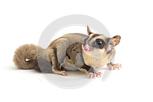 Sugar glider - Petaurus breviceps isolated on white background photo