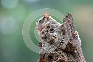 Sugar glider  Petaurus breviceps  on tree branch