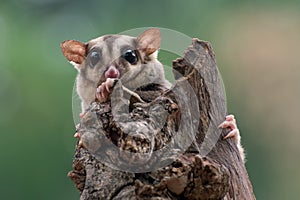 Sugar glider  Petaurus breviceps  on tree branch