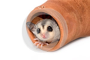 Sugar glider. Petaurus breviceps, on white background