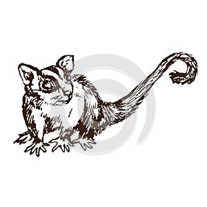 The sugar glider Petaurus breviceps, woodcut style ink illustration