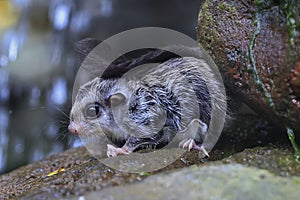 A sugar glider prepares to jump from a rock.