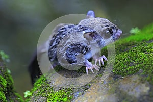 A sugar glider prepares to jump from a rock.