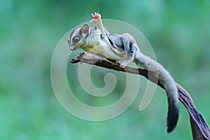 A sugar glider is preparing to jump.