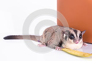 Sugar glider with red gift box