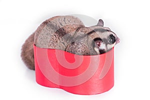 Sugar glider with red gift box