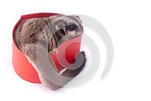 Sugar glider with red gift box