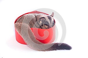 Sugar glider with red gift box